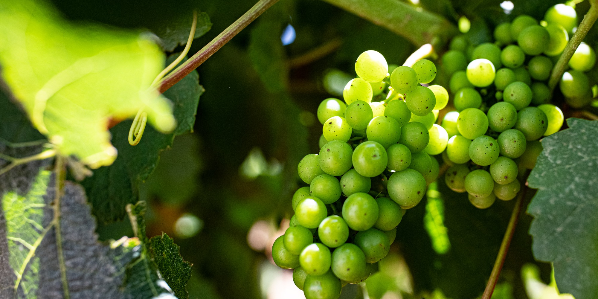 Photocred Raphael Cameron